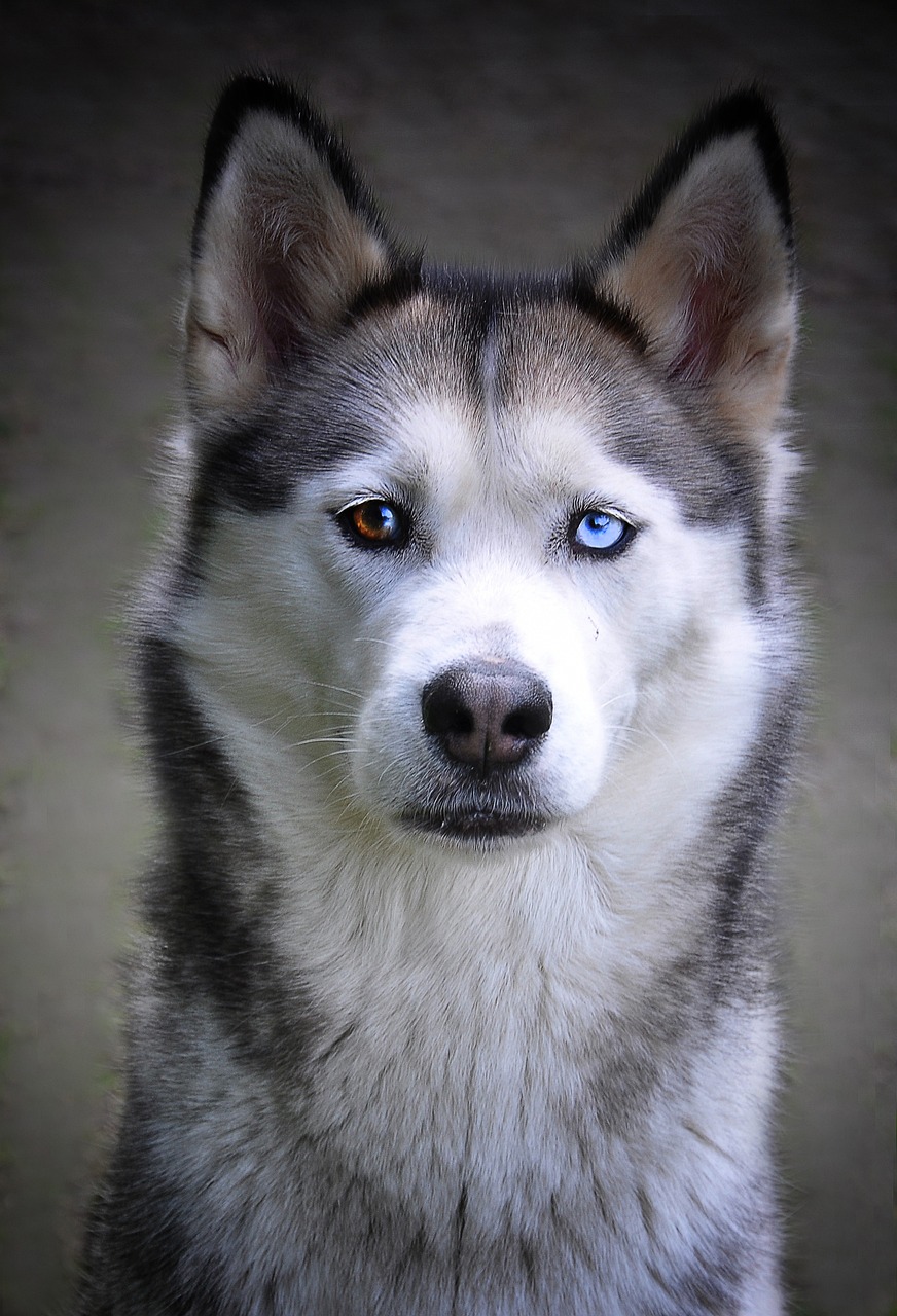 husky, dog, siberian husky-2671006.jpg